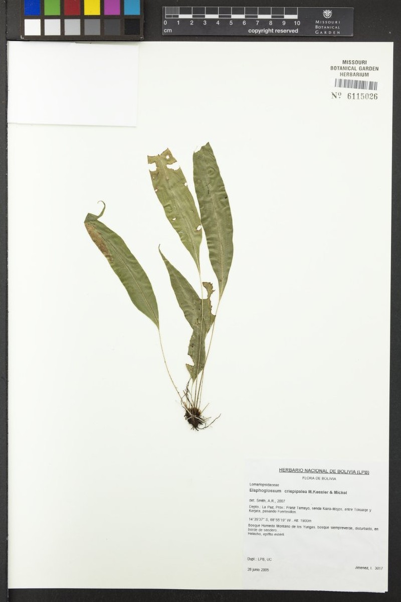 Elaphoglossum miersii