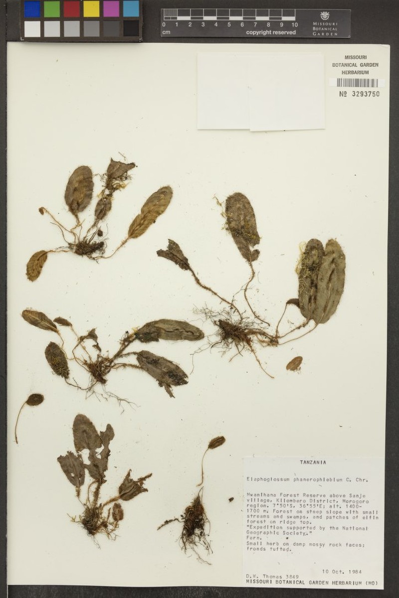 Elaphoglossum mildbraedii