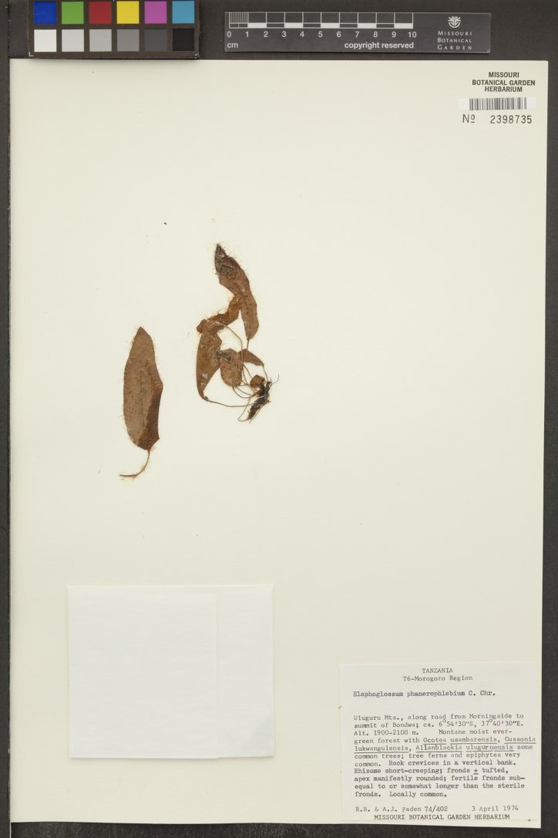 Elaphoglossum mildbraedii photo 2