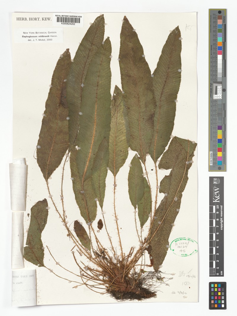 Elaphoglossum mildbraedii photo 3