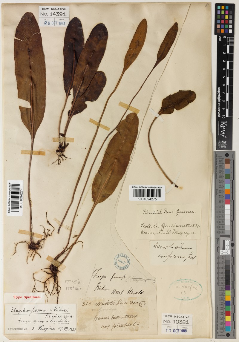 Elaphoglossum milnei
