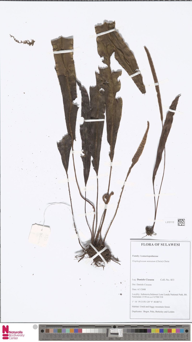 Elaphoglossum miniatum