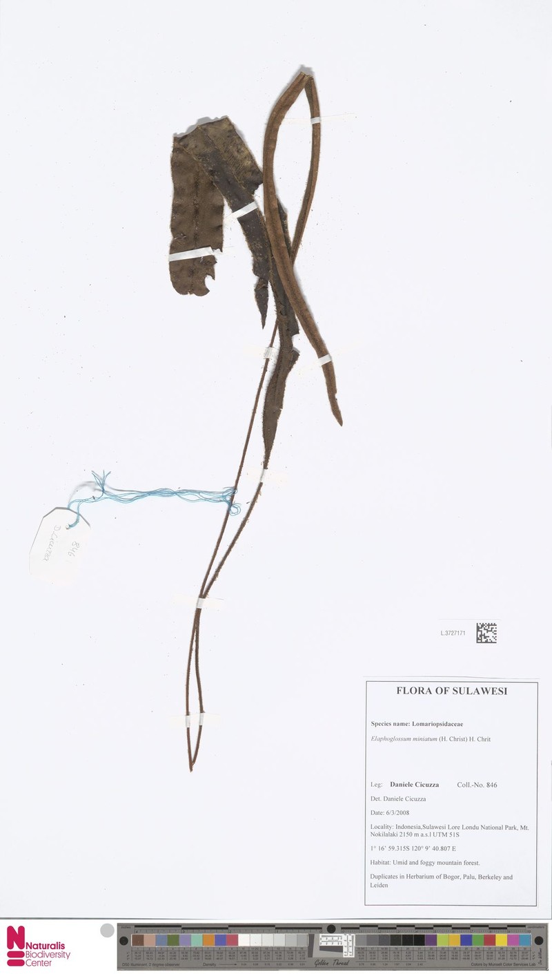 Elaphoglossum miniatum photo 2
