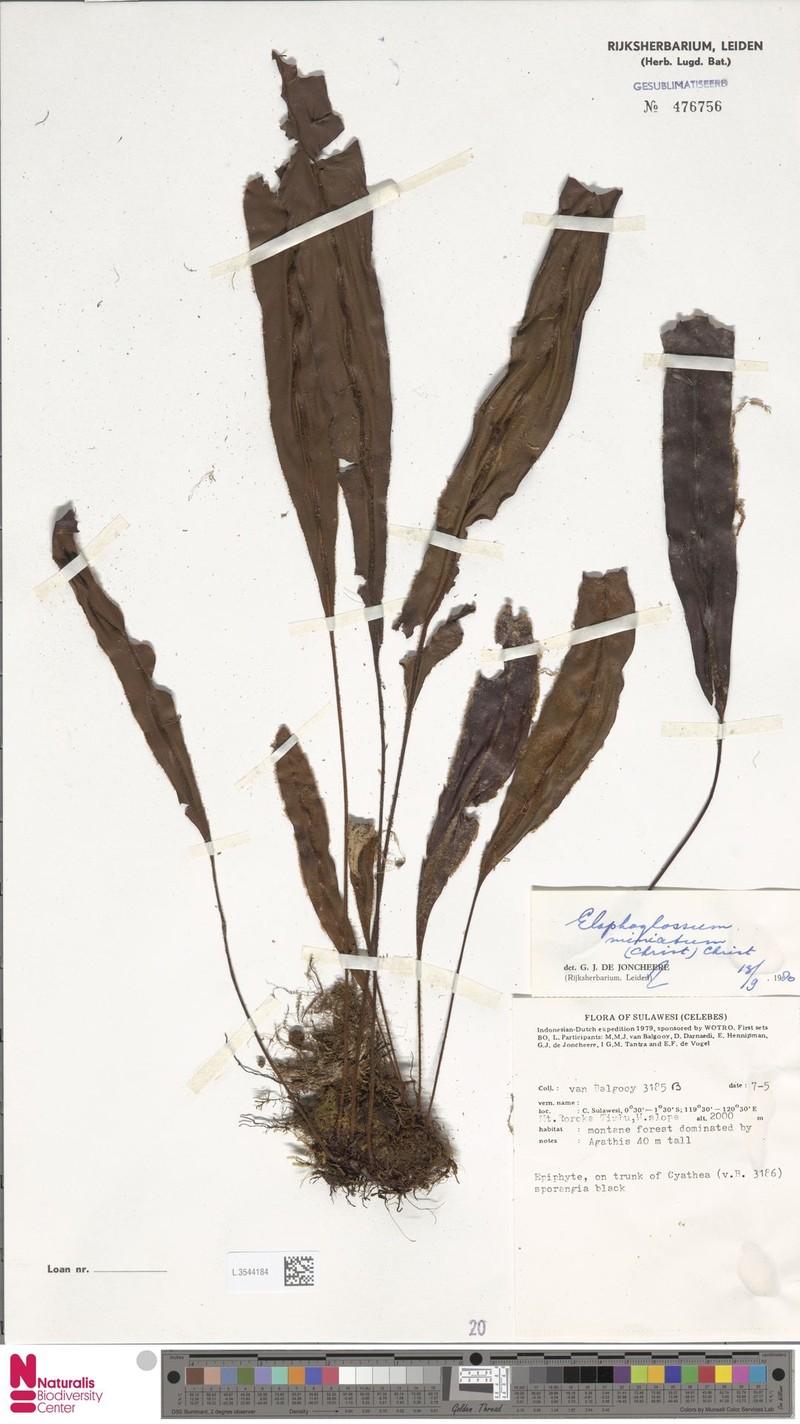 Elaphoglossum miniatum photo 3