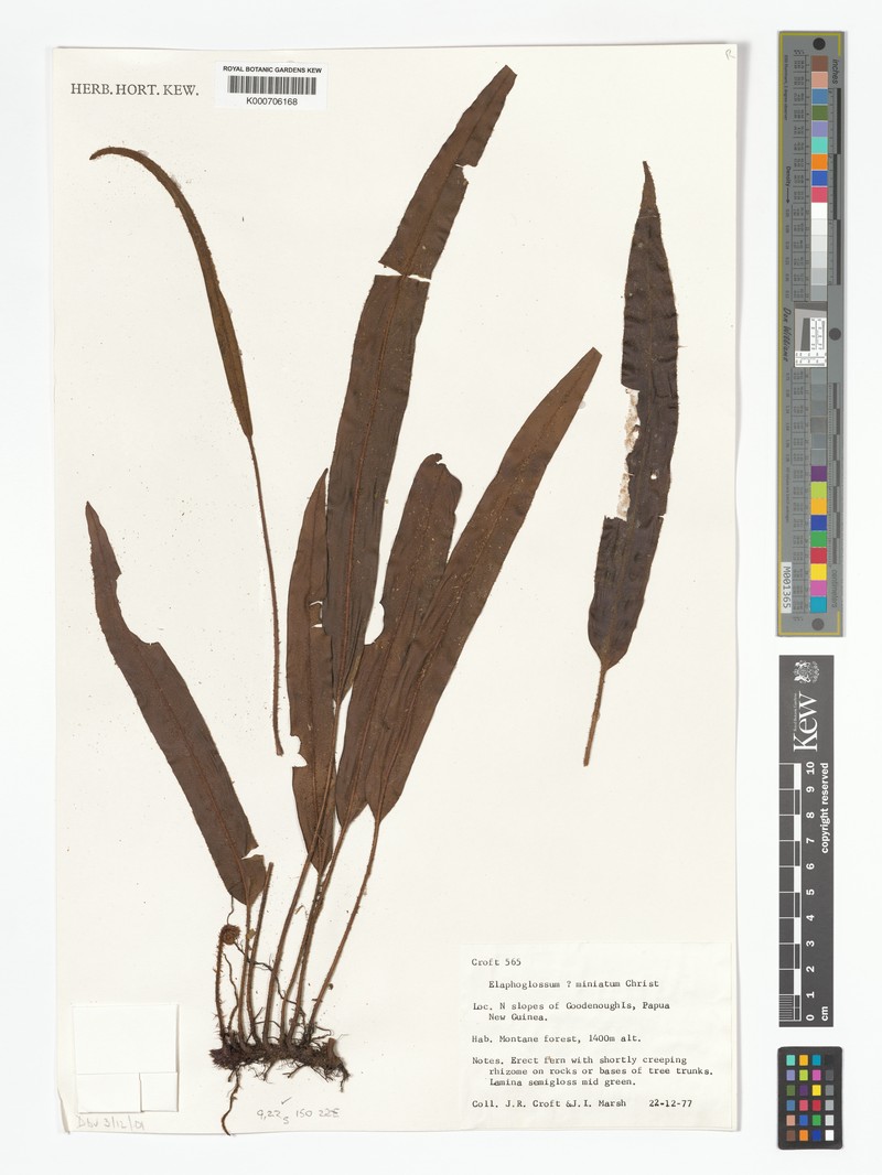 Elaphoglossum miniatum photo 4