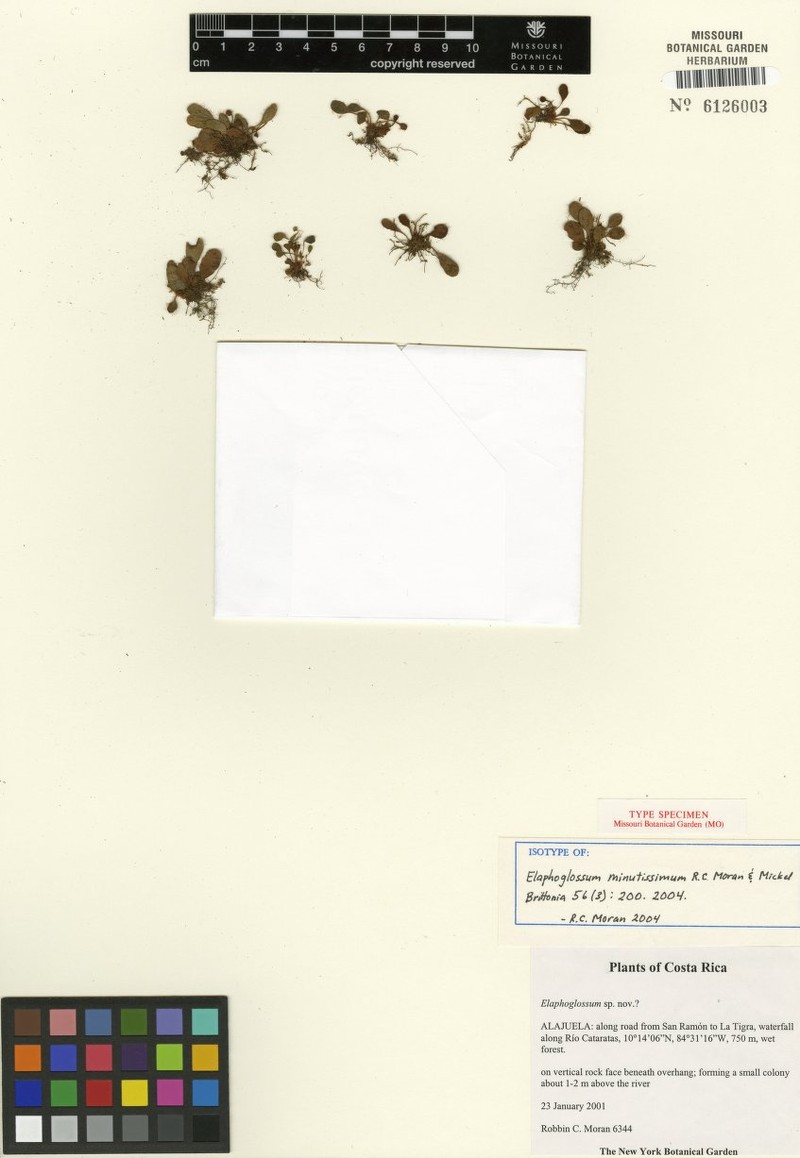 Elaphoglossum minutissimum photo 2