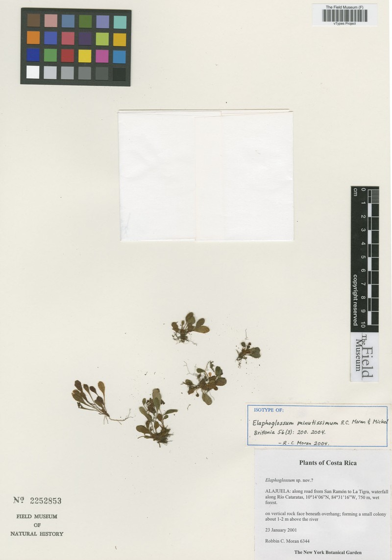Elaphoglossum minutissimum photo 4