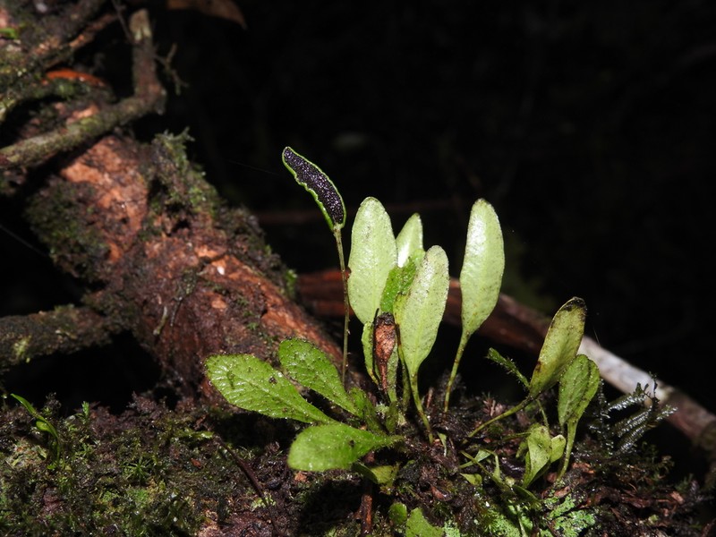 Elaphoglossum minutum photo 2