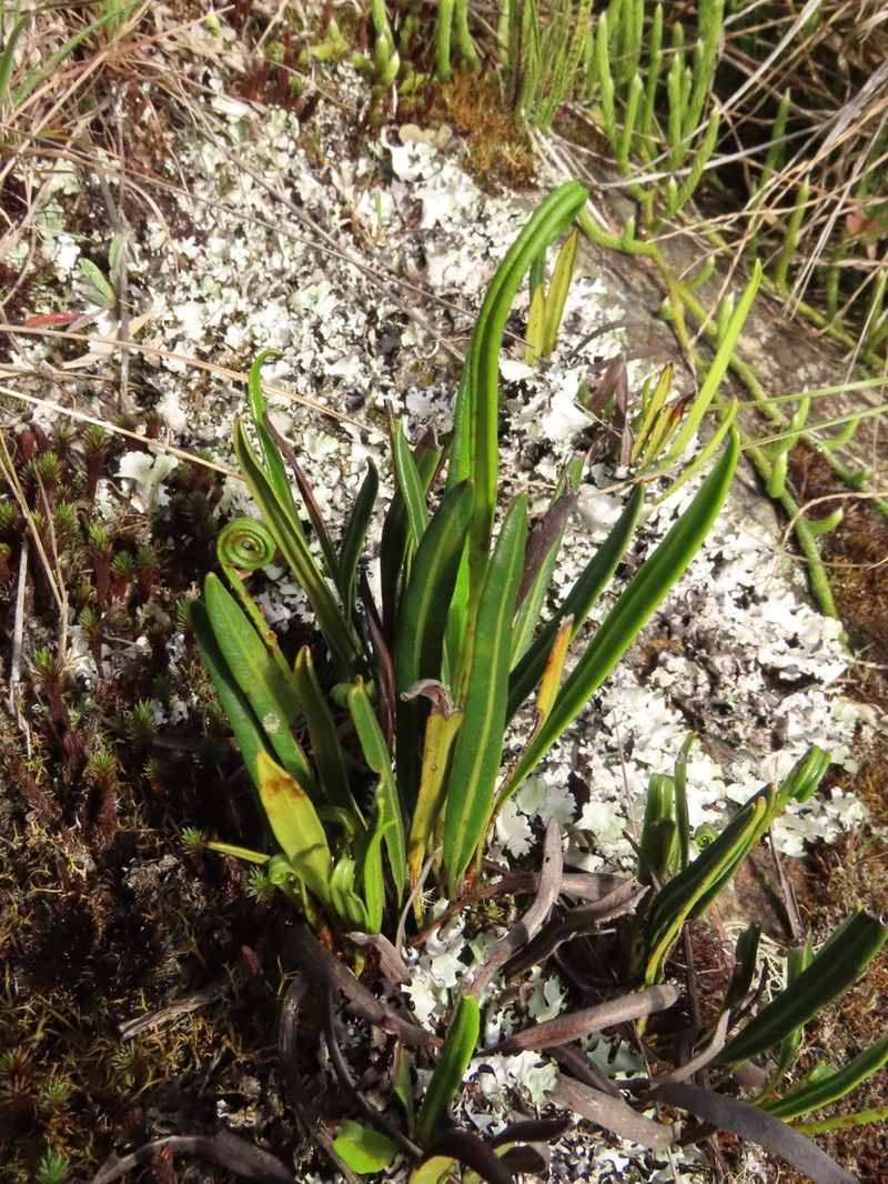 Elaphoglossum minutum photo 3