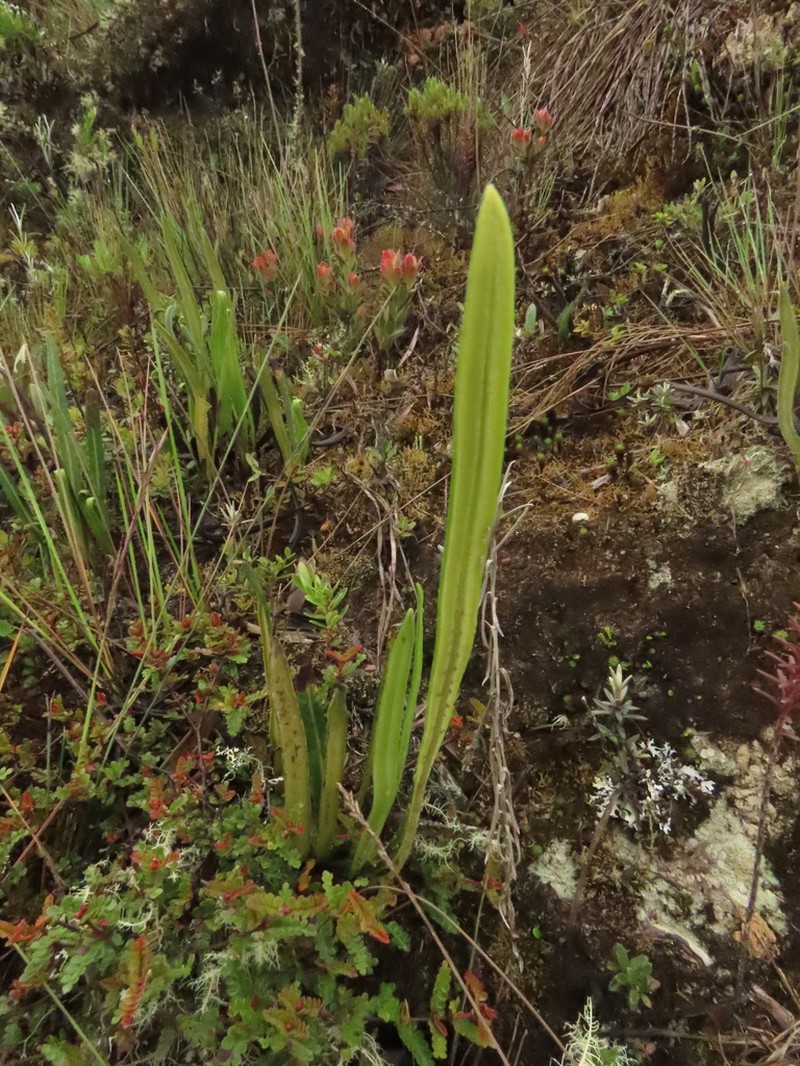 Elaphoglossum minutum photo 5