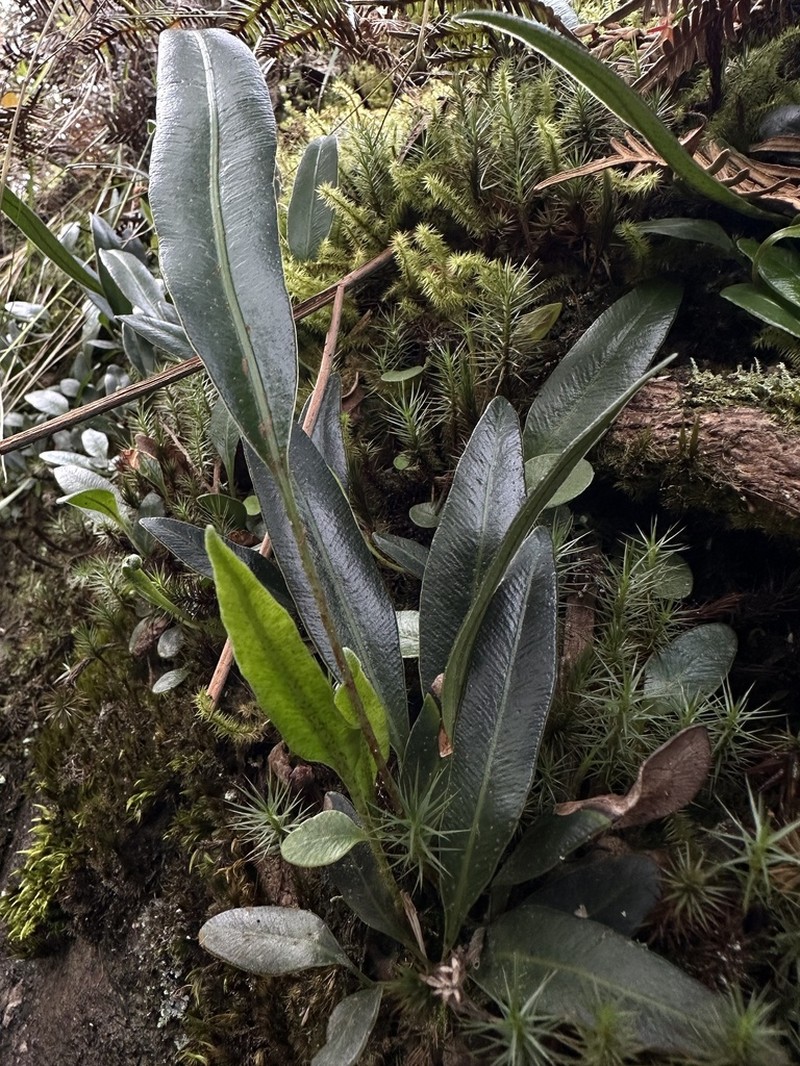 Elaphoglossum minutum photo 6
