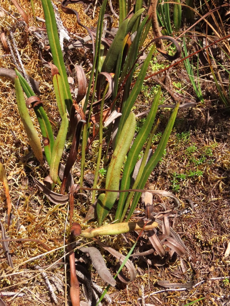 Elaphoglossum minutum photo 7