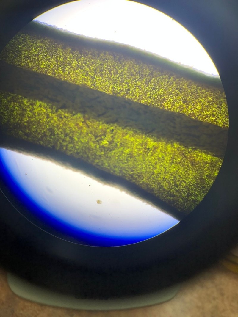 Elaphoglossum minutum photo 8