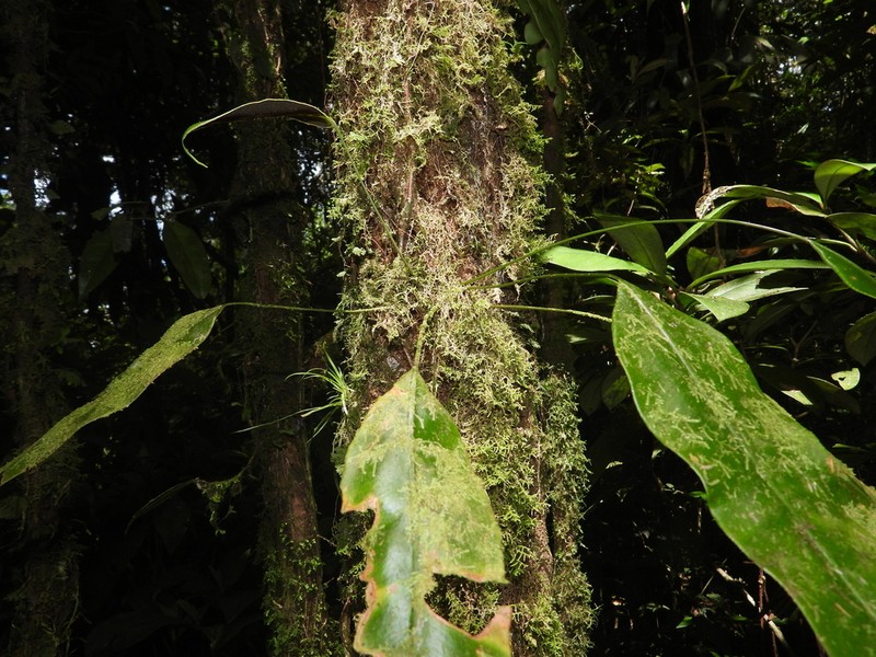 Elaphoglossum mitorrhizum