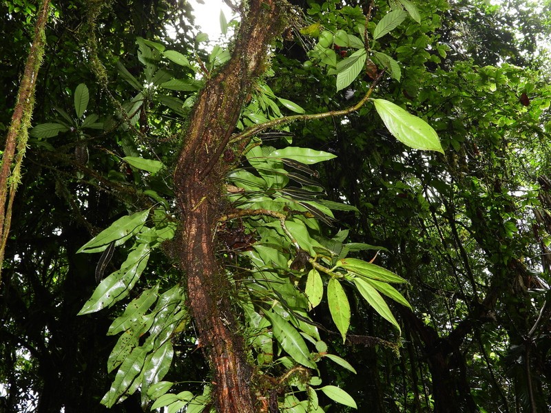 Elaphoglossum mitorrhizum photo 3