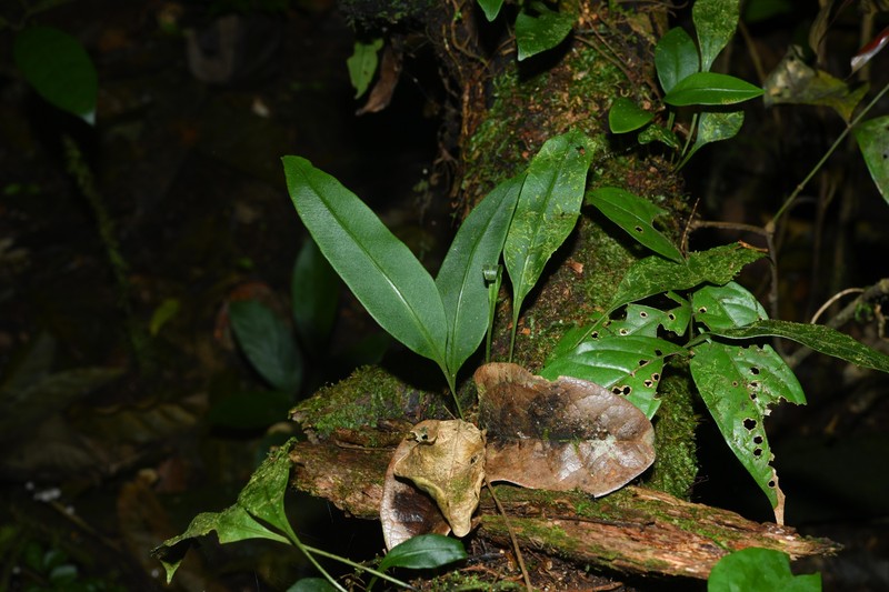 Elaphoglossum mitorrhizum photo 4