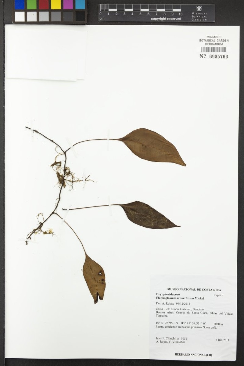 Elaphoglossum mitorrhizum photo 6