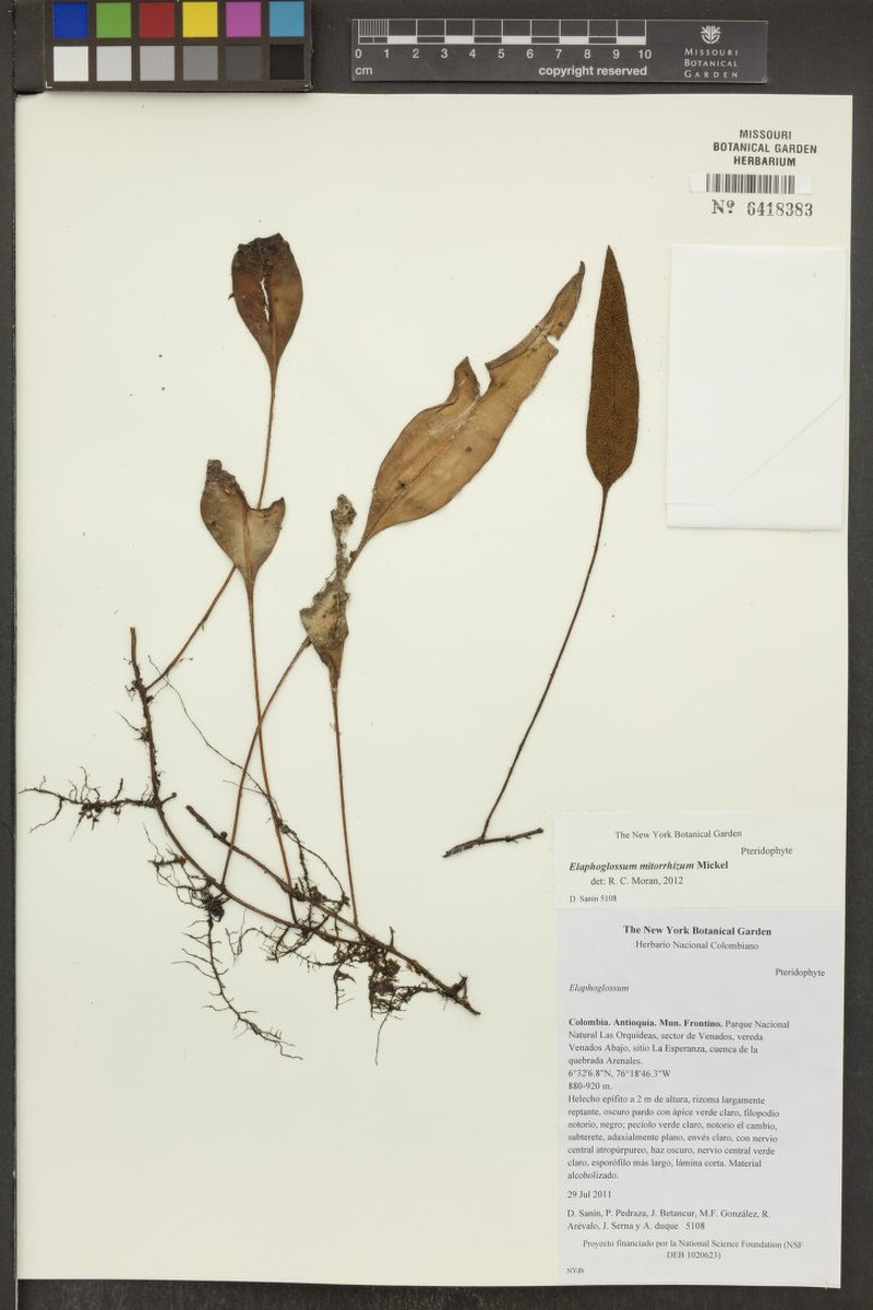 Elaphoglossum mitorrhizum photo 7
