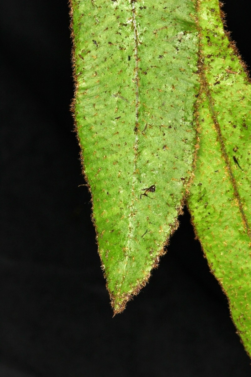 Elaphoglossum molle
