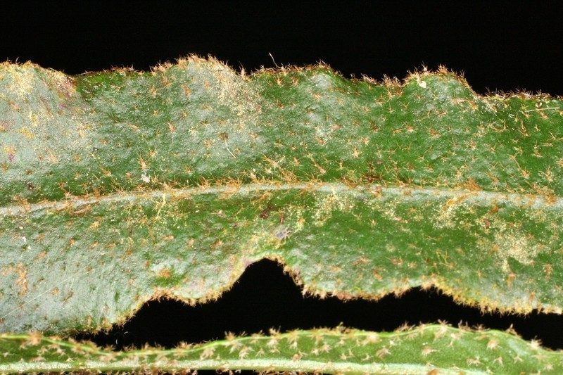 Elaphoglossum molle photo 2