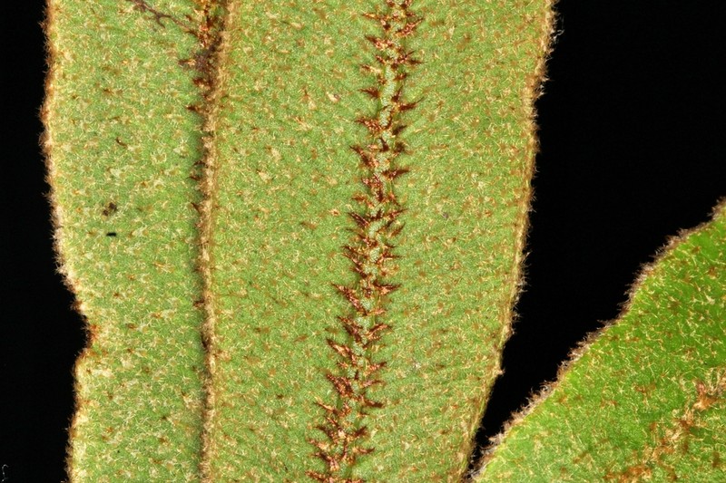 Elaphoglossum molle photo 3