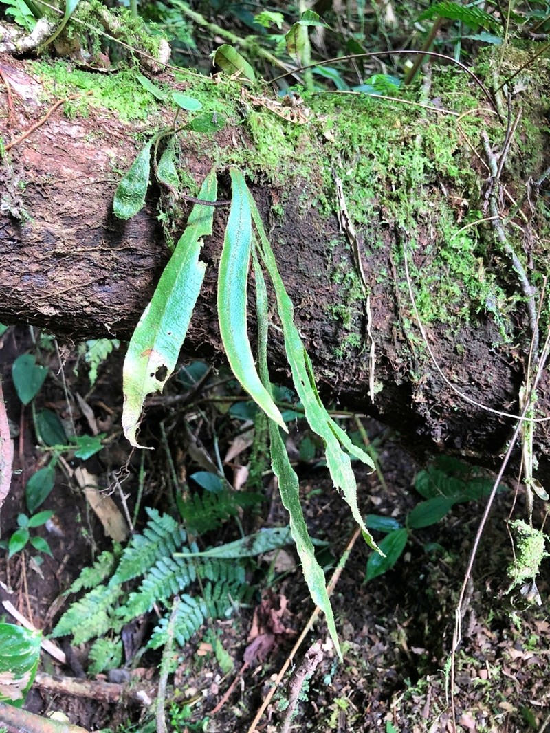 Elaphoglossum molle photo 4
