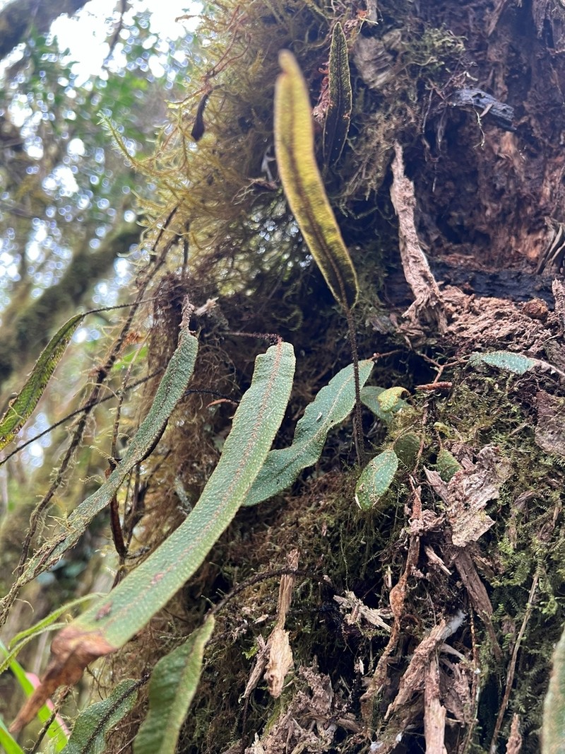 Elaphoglossum molle photo 5