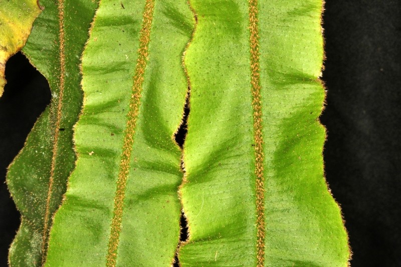 Elaphoglossum molle photo 6