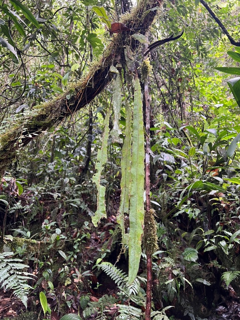 Elaphoglossum molle photo 7