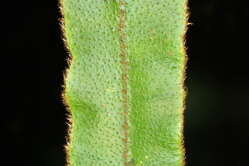 Elaphoglossum molle photo 8