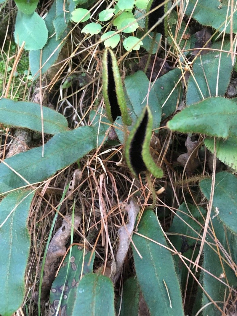 Elaphoglossum monicae