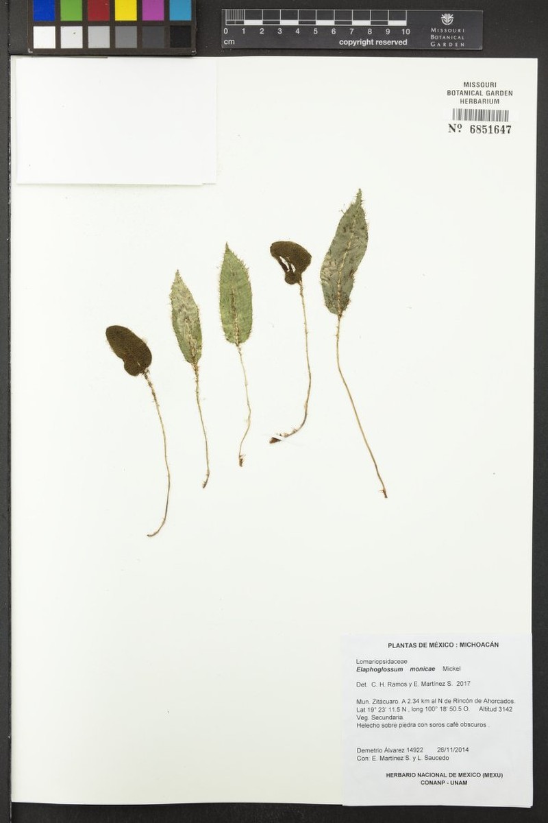 Elaphoglossum monicae photo 2