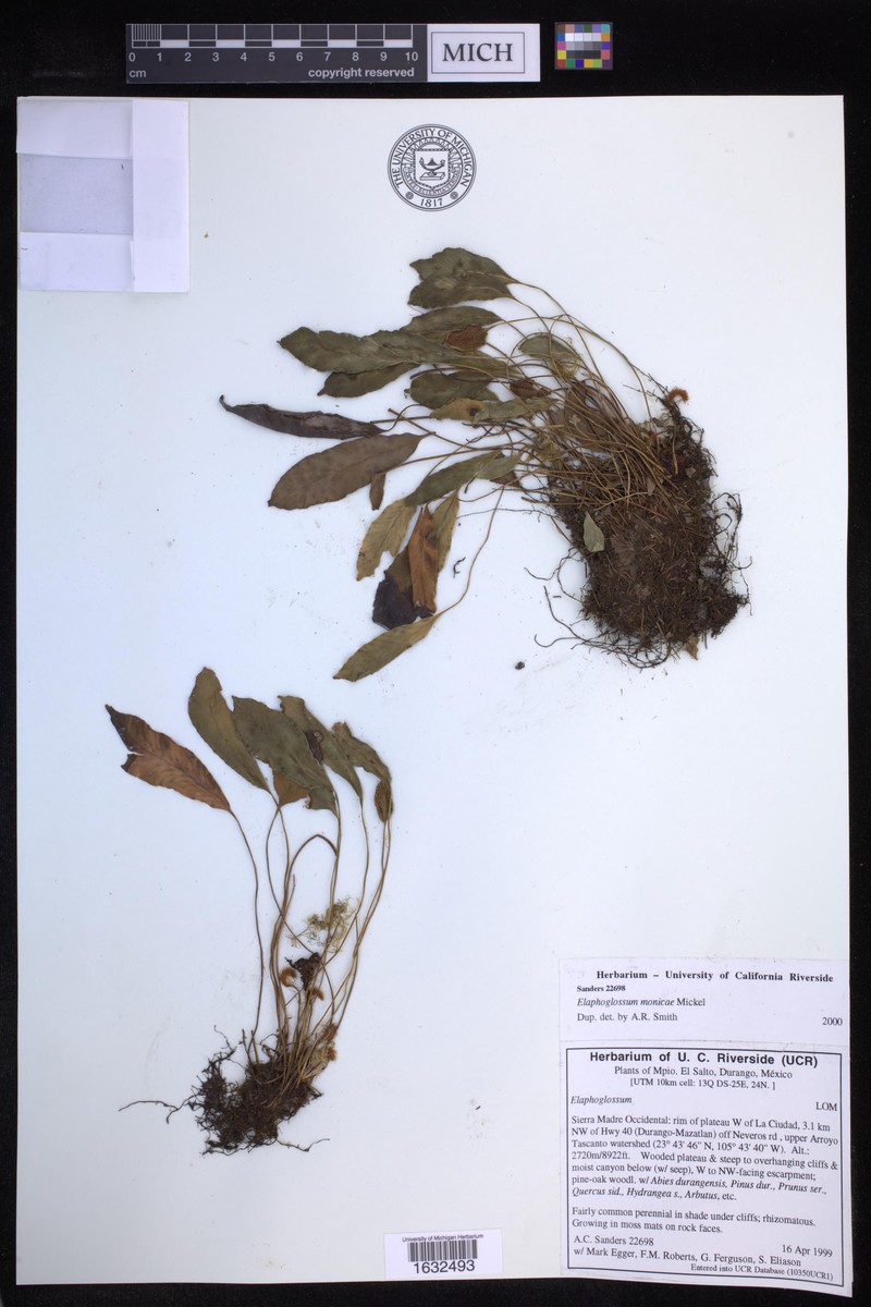 Elaphoglossum monicae photo 3
