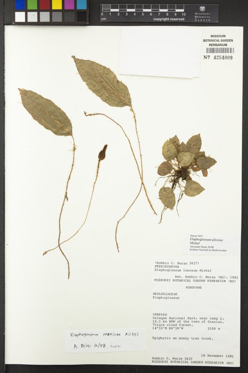 Elaphoglossum monicae photo 4