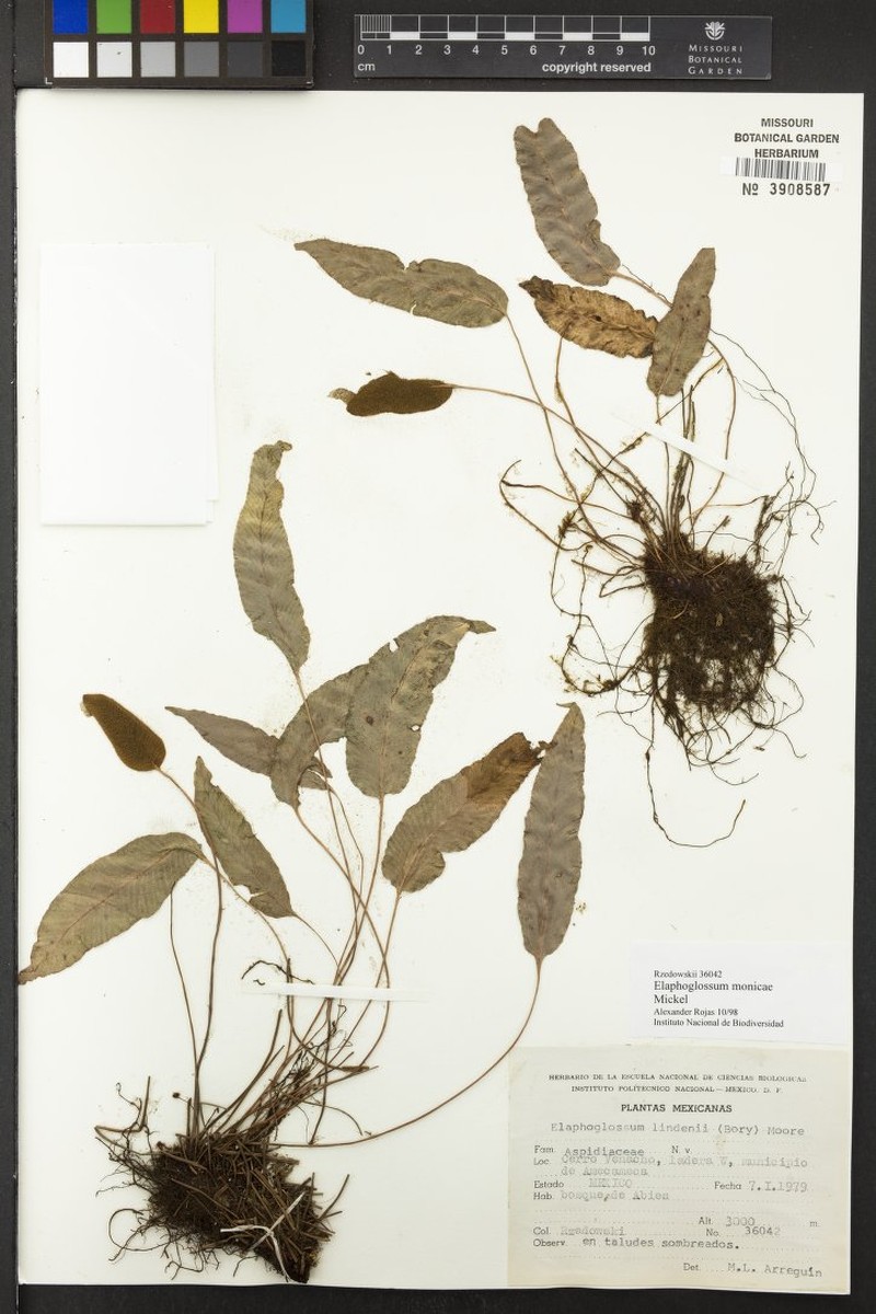 Elaphoglossum monicae photo 5