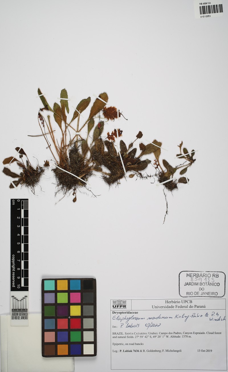Elaphoglossum montanum