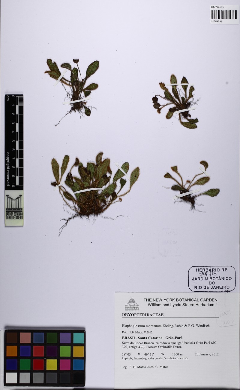 Elaphoglossum montanum photo 2