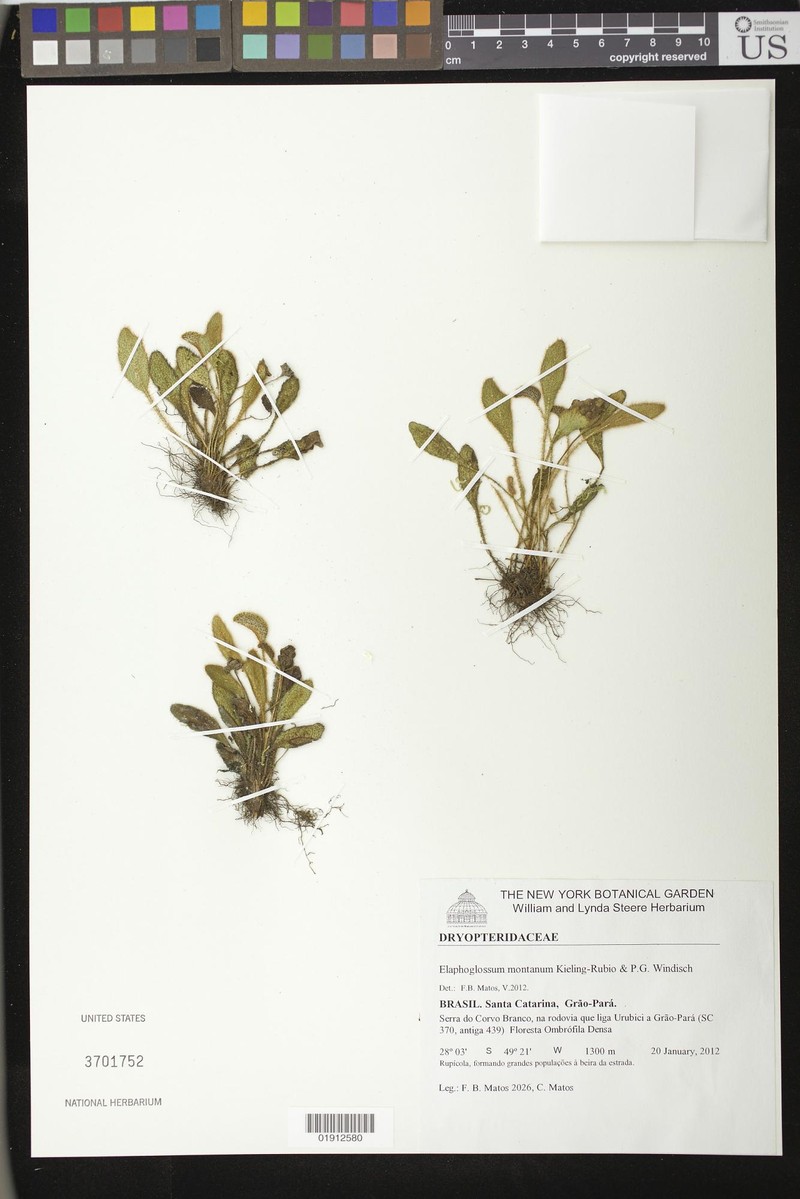 Elaphoglossum montanum photo 3