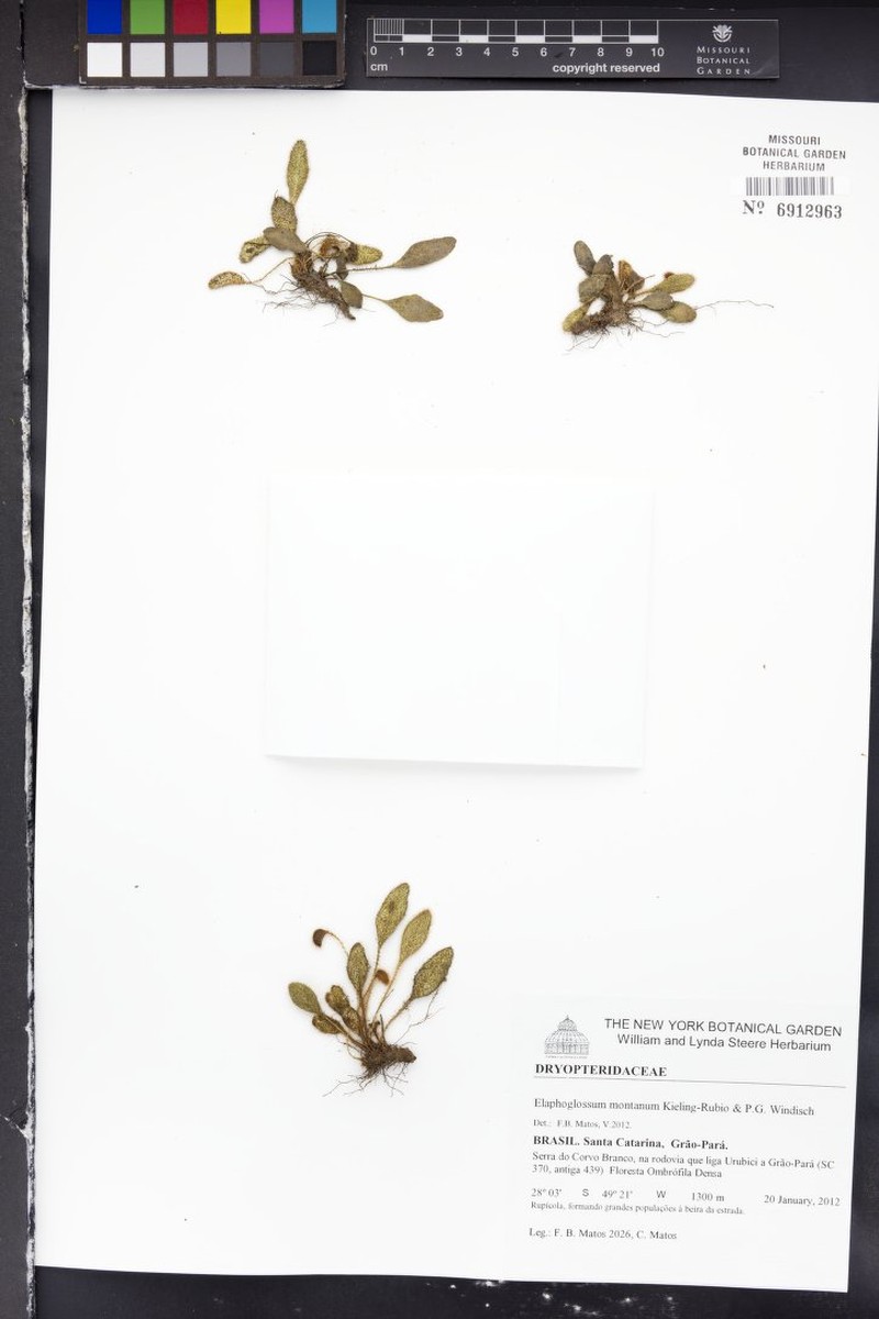 Elaphoglossum montanum photo 4