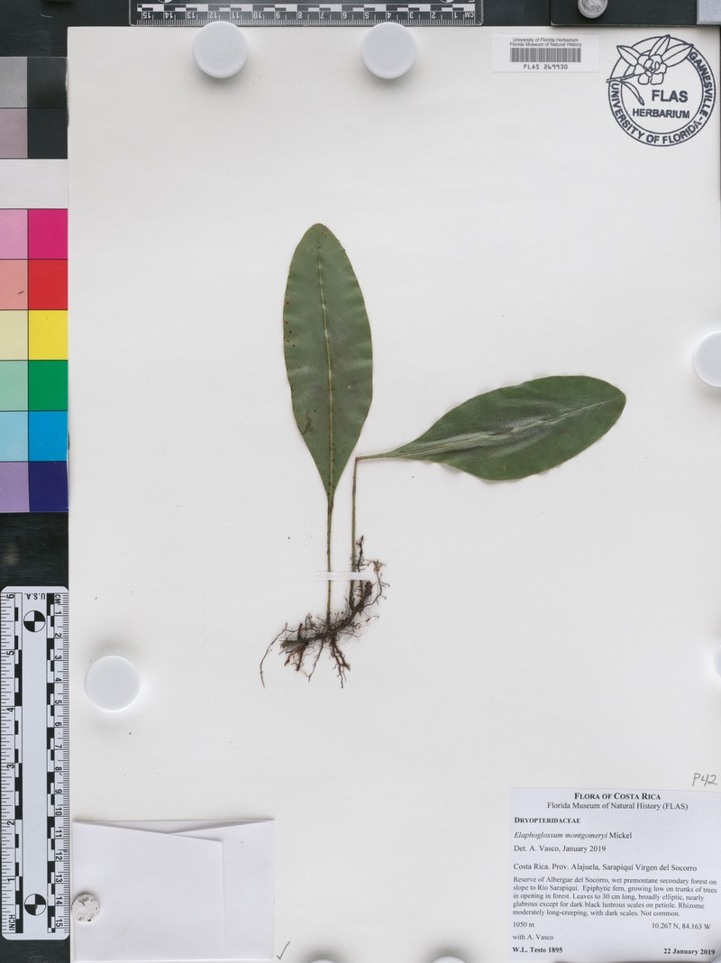 Elaphoglossum montgomeryi
