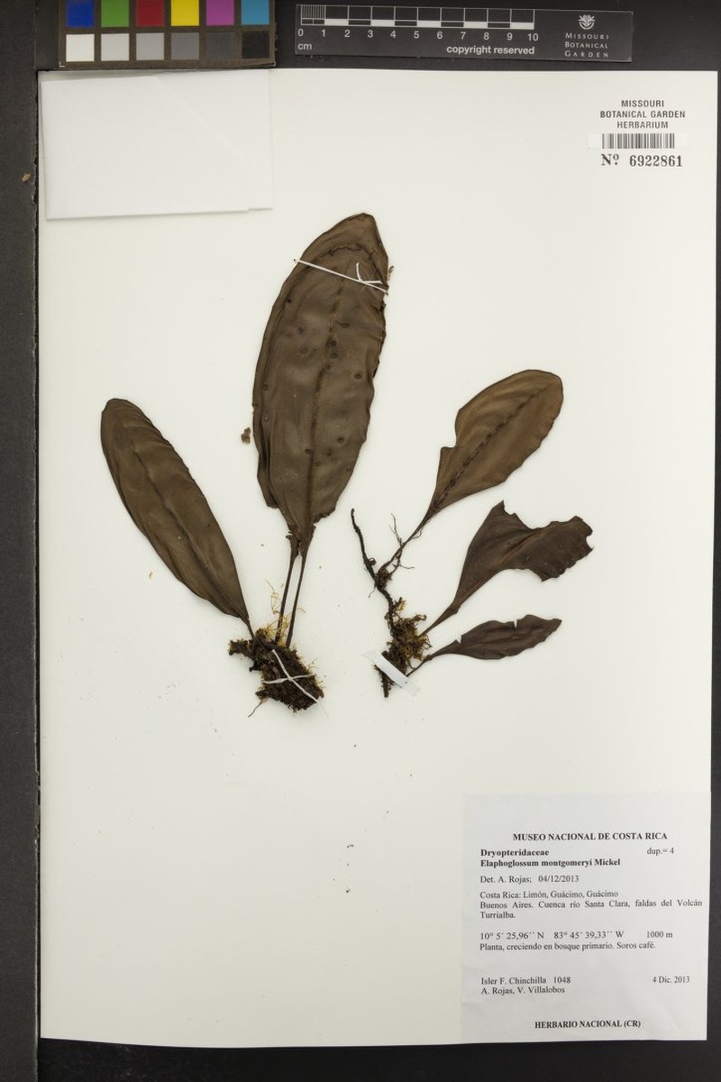 Elaphoglossum montgomeryi photo 2