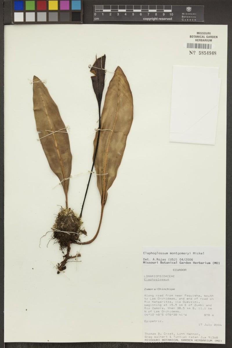 Elaphoglossum montgomeryi photo 3