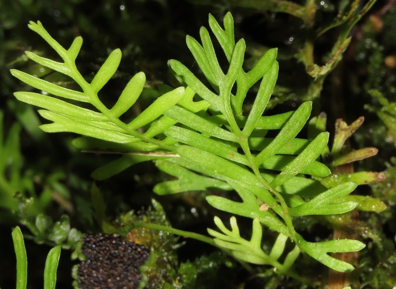 Elaphoglossum moorei
