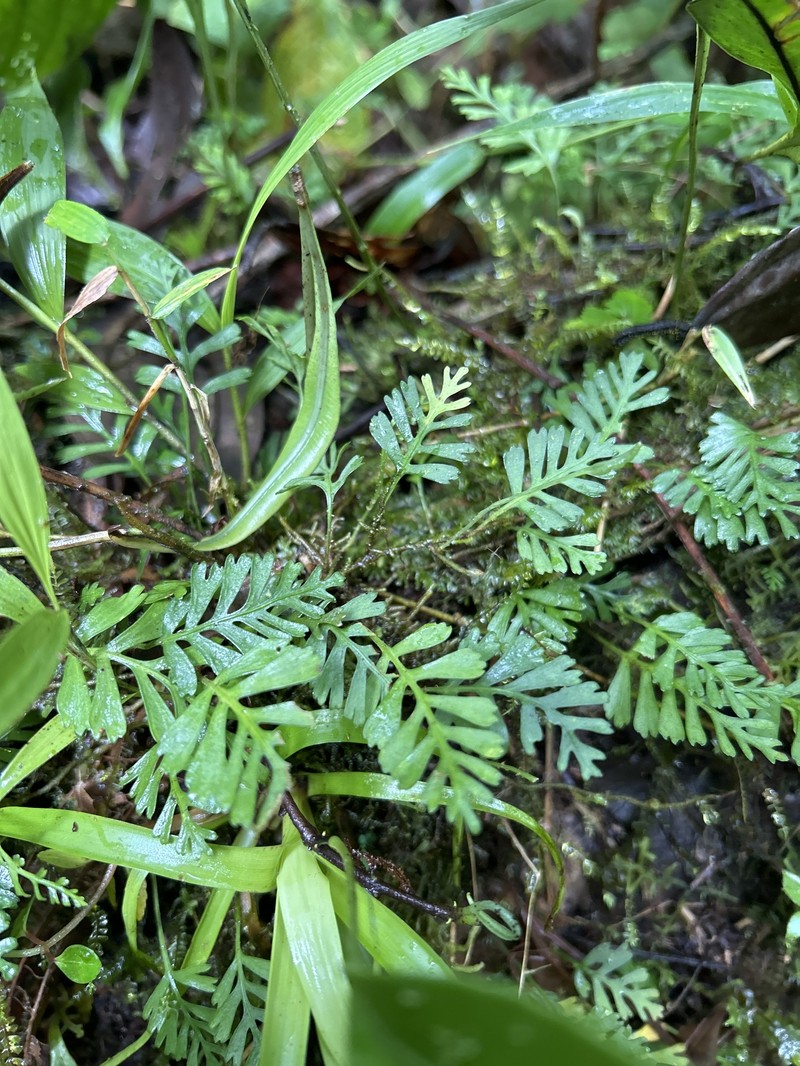 Elaphoglossum moorei photo 2