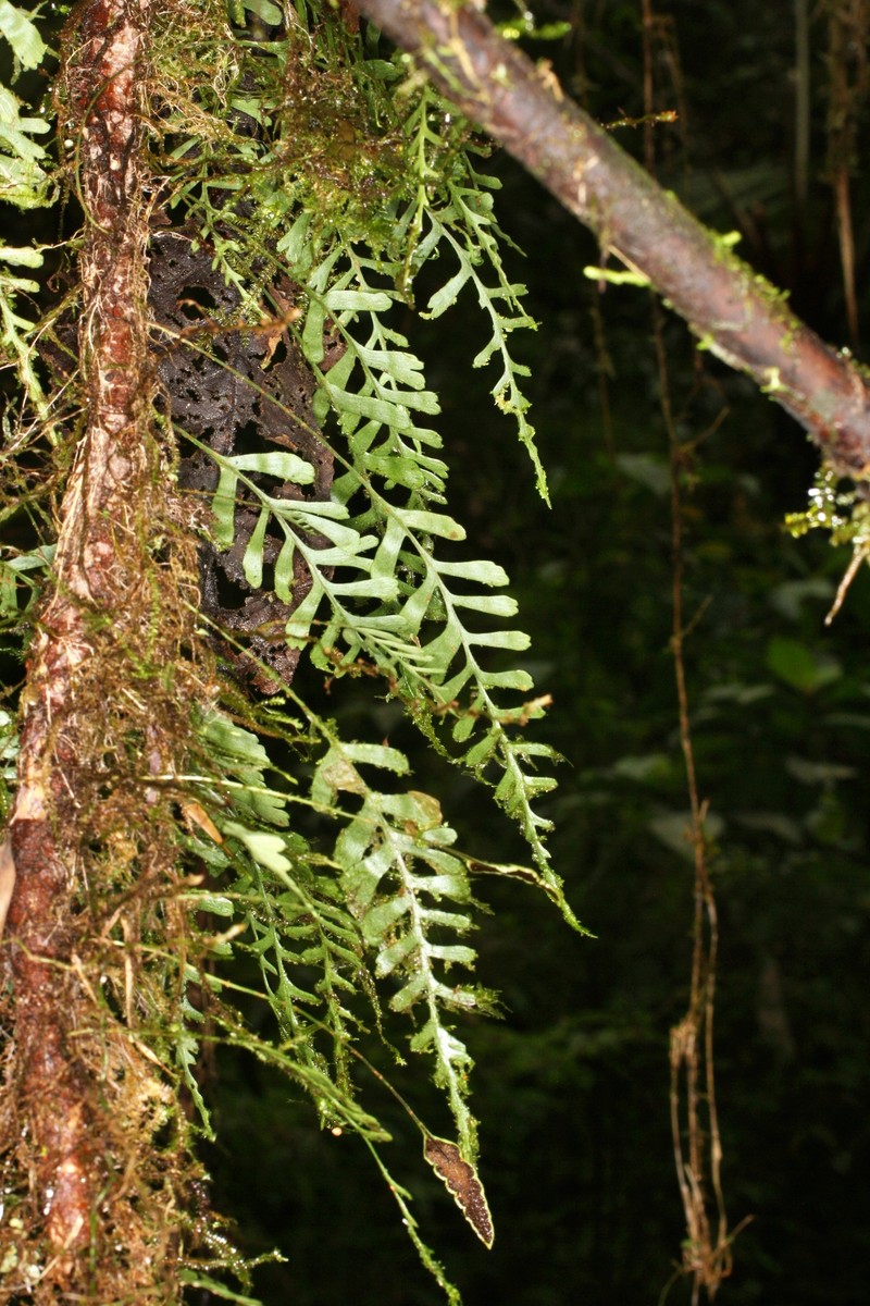 Elaphoglossum moorei photo 3