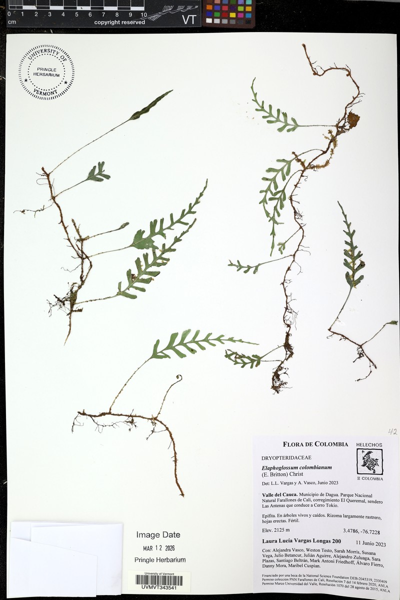 Elaphoglossum moorei photo 4