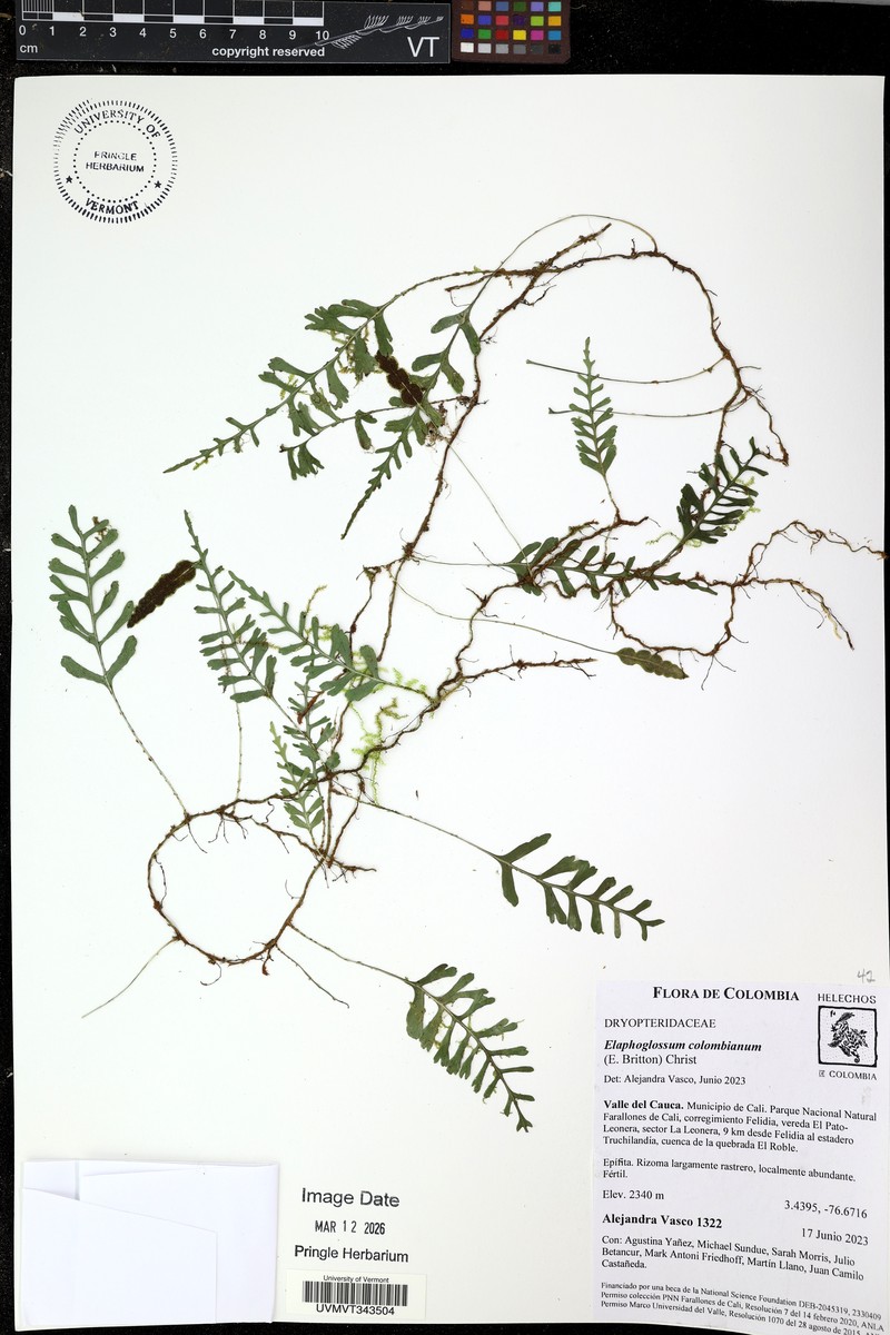 Elaphoglossum moorei photo 5