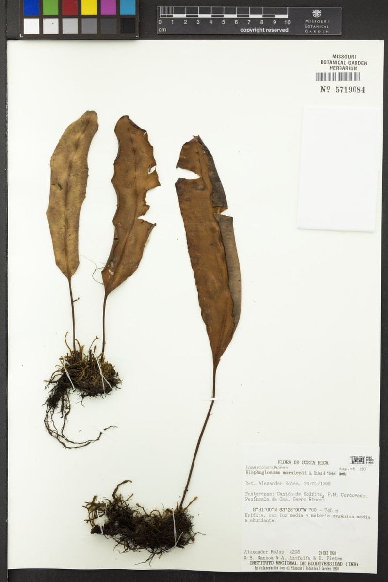 Elaphoglossum moralesii