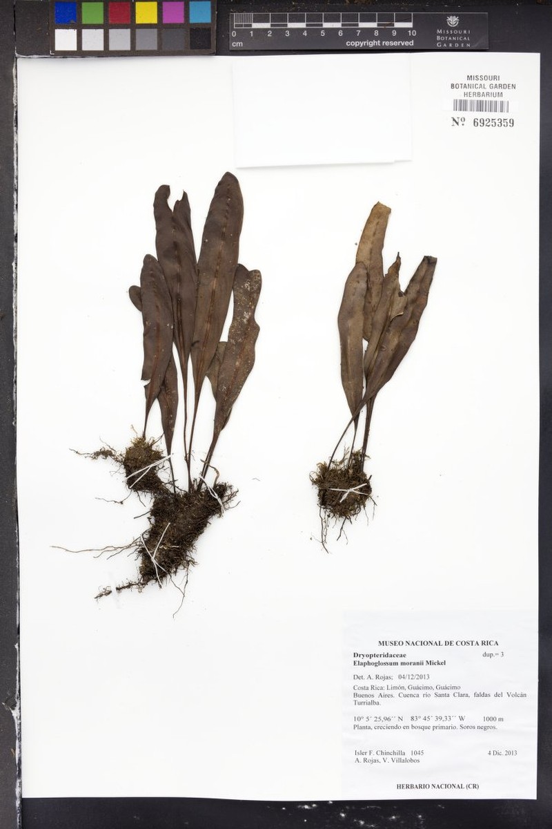 Elaphoglossum moranii