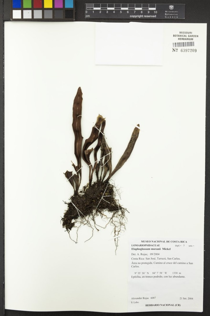Elaphoglossum moranii photo 2